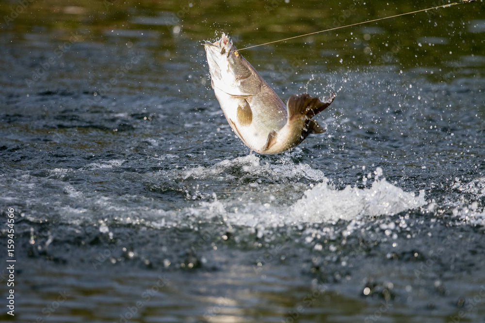 The Ultimate Guide to Barramundi Fishing in Australia's Far North