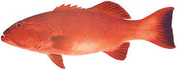 Ultimate Guide to Catching Coral Trout in Australia - Tips & Techniques