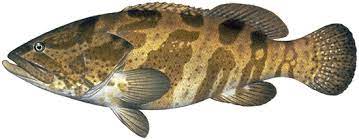 Rock Solid Tactics: Catching Cod from the Rocks in Australia