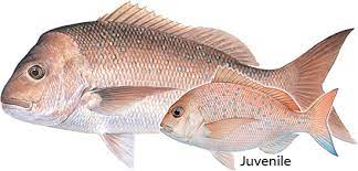 "Beginner's Guide to Snapper Fishing in Australia: Gear, Spots, and Bait Tips by FinnedFishen"