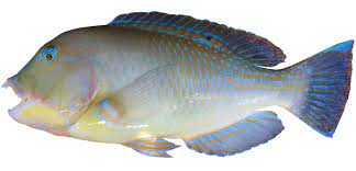 #Mastering the Art of Catching Blackspot Tuskfish and Bluebone