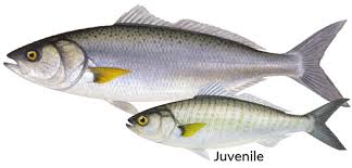 Mastering the Art of Catching Herring and Salmon in Australia
