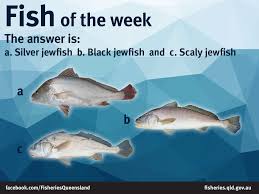 How To Catch Jewfish in Australia: Tips, Tricks, and the Best Baits